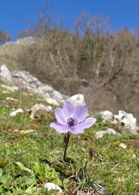 Anemone coronaria - provincia di Roma.